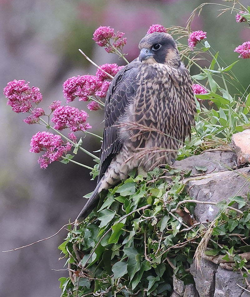Peregrine